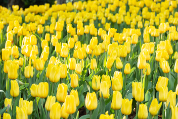 Field of yellow tulips in spring day. Colorful tulips flowers in spring blooming blossom garden.