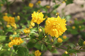 Yellow flowers bloomed on a flowerbed in a spring garden