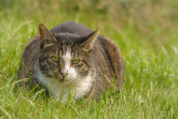 Naklejka na ściany i meble Eine Katze sitzt im Gras