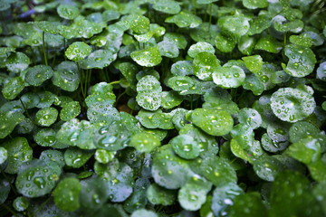 water drops on green leaf