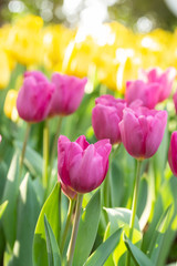 Field of pink and yellow tulips in spring day with blur natural and light background. Colorful tulips flowers in spring blooming blossom garden.