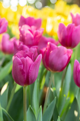 Field of pink and yellow tulips in spring day with blur natural and light background. Colorful tulips flowers in spring blooming blossom garden.