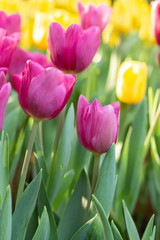 Naklejka premium Field of pink and yellow tulips in spring day. Colorful tulips flowers in spring blooming blossom garden.