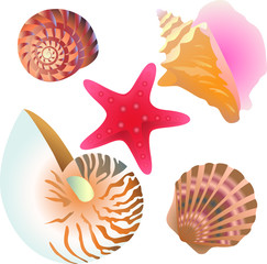 Set of vector seashells, starfish and shells. Drawings are suitable for creating natural design patterns, backgrounds, scrapbooking, paper, etc.