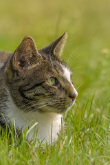 Naklejka premium Eine Katze sitzt im Gras