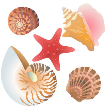 Types of decorative seashells and and starfish