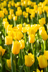 Field of yellow tulips in spring day. Colorful tulips flowers in spring blooming blossom garden.