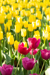 Field of pink and yellow tulips in spring day. Colorful tulips flowers in spring blooming blossom garden.