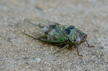 Cicado on sidewalk three quarter view