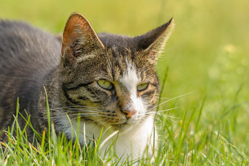Eine Katze sitzt im Gras