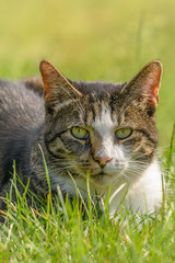 Eine Katze sitzt im Gras