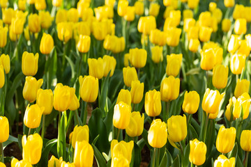 Field of yellow tulips in spring day. Colorful tulips flowers in spring blooming blossom garden.