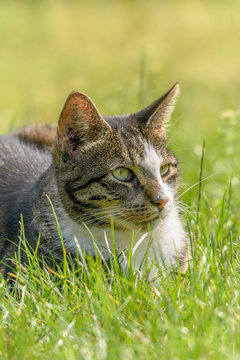 Eine Katze sitzt im Gras