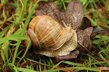 Ground snail crawling on green grass on a sunny summer day