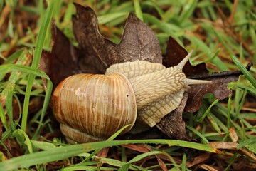 Ground snail crawling on green grass on a sunny summer day