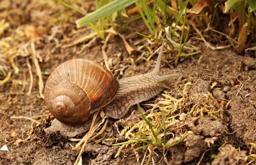 Ground snail crawling on green grass on a sunny summer day