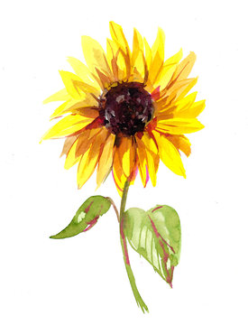 Watercolor illustration of sunflower