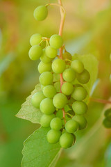 Close up Bunch of fresh green grapes on the vine with green leaves in vineyard.