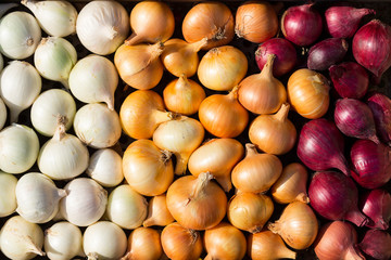 Multicolor onion. Harvest root crops. Red, yellow and white vegetable. Variegated bow - plant background.