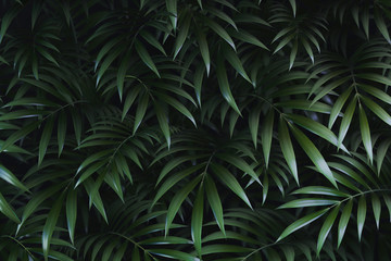 Fototapety  Green tropical plant leaves. 3D rendering. Background.