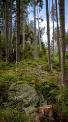 pine forest in summer time in Czech Republic