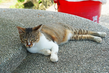 Cat at cat village in new taipei city.