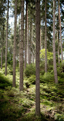 pine forest in summer time in Czech Republic