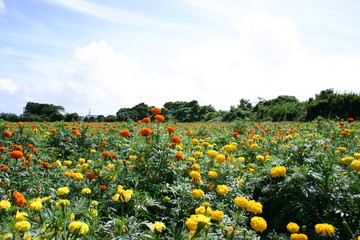 マリーゴールド