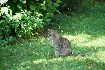 Naklejka na ściany i meble Gray cat sits in the tall grass and waits for prey or what is coming