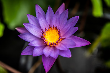 Lily Purple Lotus Flower in the Water