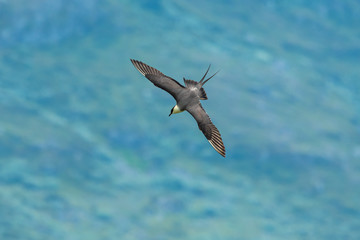 Long-tailed jaeger