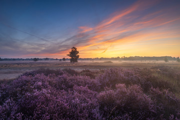 Colorful sunrise over the Dutch heath landscape with flowering heather. Drenthe, the Netherlands. - obrazy, fototapety, plakaty