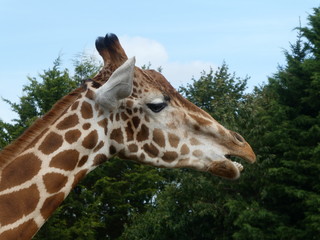 Giraffe © Colin