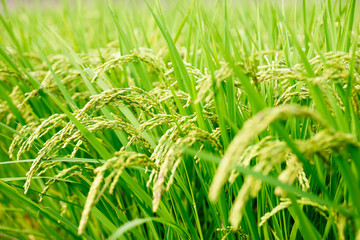 closeup of rice field in autumn