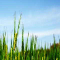 green wheat field under blue sky in summer