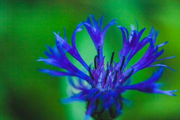 Fototapeta na wymiar beautiful blue cornflower