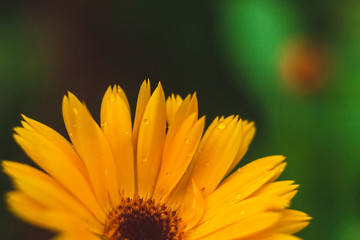 beautiful wild flowers giving the summer heat