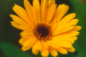 beautiful wild flowers giving the summer heat