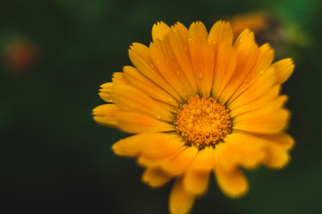 beautiful wild flowers giving the summer heat