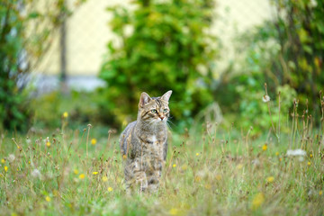 Gray cat sits in the tall grass and waits for prey or what is coming