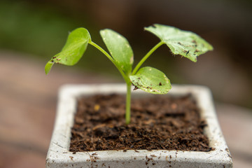 growing Coccinia grandis element of thai food