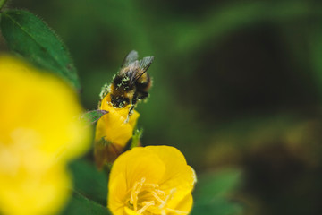 bumblebee worker giving the summer heat