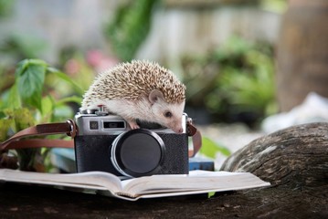 Cute young dwarf  hedgehog, on a black photo shoot. Natural background