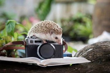 Cute young dwarf  hedgehog, on a black photo shoot. Natural background © thanisnan