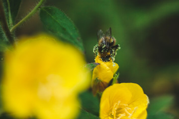 bumblebee worker giving the summer heat