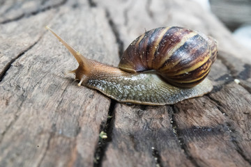 Giant African  land snail on wood floor