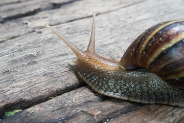 Giant African  land snail on wood floor