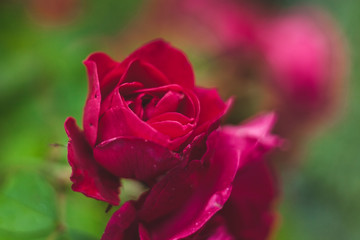 beautiful rose cottage summer heat