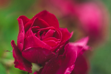 beautiful rose cottage summer heat