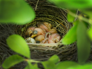 Naklejka na ściany i meble Little birds in a nest in the bushes.